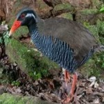 image of bird