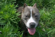 image of american_staffordshire_terrier