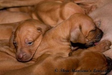 image of rhodesian_ridgeback