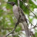 image of bird