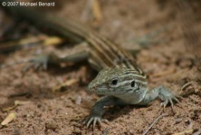 image of whiptail