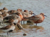 image of red_backed_sandpiper