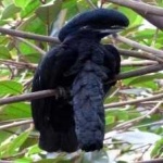 image of bird