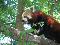 image of lesser_panda