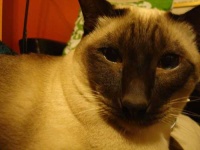 image of siamese_cat #25