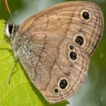 image of animal