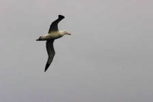 image of albatross