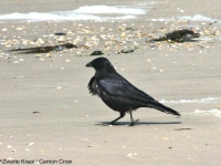image of animal