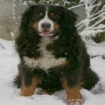 image of animal