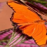image of animal