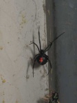 image of black_widow