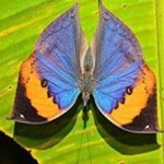 image of orange_butterfly #29
