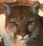 image of cougar_face
