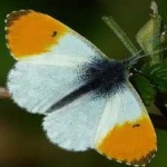 image of orange_butterfly #12