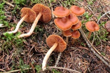 image of mushrooms