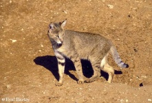 image of cougar