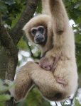 image of gibbon
