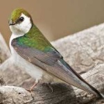 image of bird