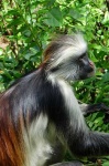 image of colobus #27