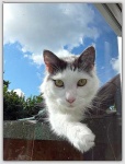 image of animal