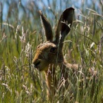 image of hare