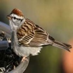 image of bird