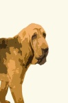 image of bloodhound
