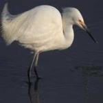 image of bird
