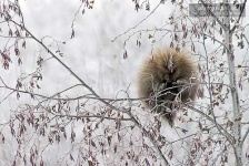 image of porcupine