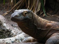 image of komodo_dragon