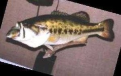 image of animal