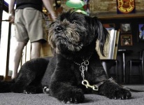 image of tibetan_terrier #25