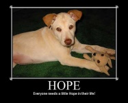 image of kelpie