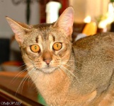 image of abyssinian #19