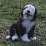 image of old_english_sheepdog #13