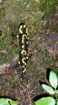 image of european_fire_salamander
