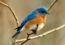 image of bluebird