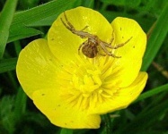 image of flower