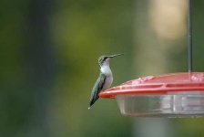image of hummingbird
