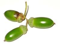 image of acorn