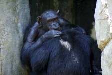 image of chimpanzee
