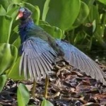 image of bird