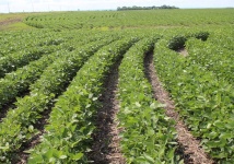 image of fruit_and_vegetable