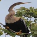image of bird