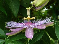 image of passion_flower #8