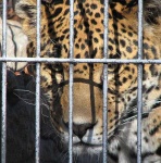 image of jaguar_car