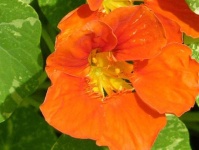 image of flower
