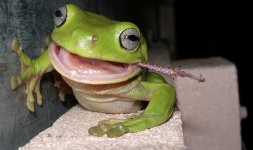 image of tree_frog