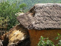 image of thatch