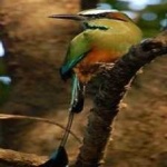 image of bird